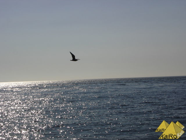 Bild Nr. 21175