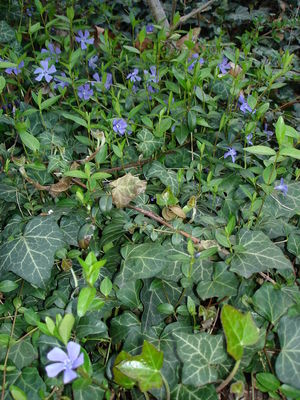 Bild Nr. 15160