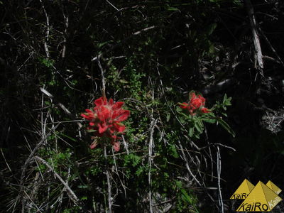 Image No. 19279