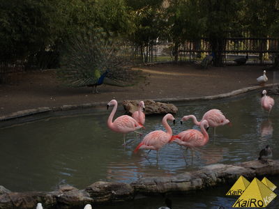 Bild Nr. 21361