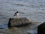 Bild Nr. 15177