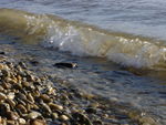 Bild Nr. 15183