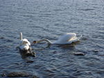 Bild Nr. 15192