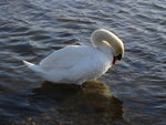 Bild Nr. 15194