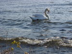 Bild Nr. 15196