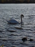 Bild Nr. 15199