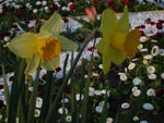 Bild Nr. 15219