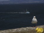 Bild Nr. 19312