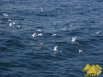 Bild Nr. 21170