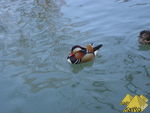Bild Nr. 21362