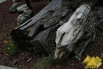 Bild Nr. 23013